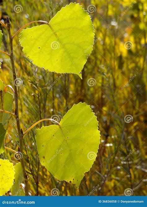 Cottonwood tree leaf stock photo. Image of leaf, autumn - 36836058