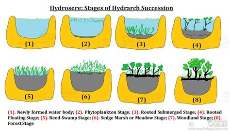 Process of Hydrosere | Floating plants, Types of forests, Rhizome