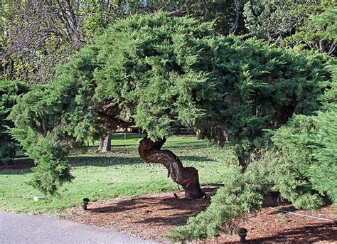 Pruning Spreading Junipers | Coffee For Roses