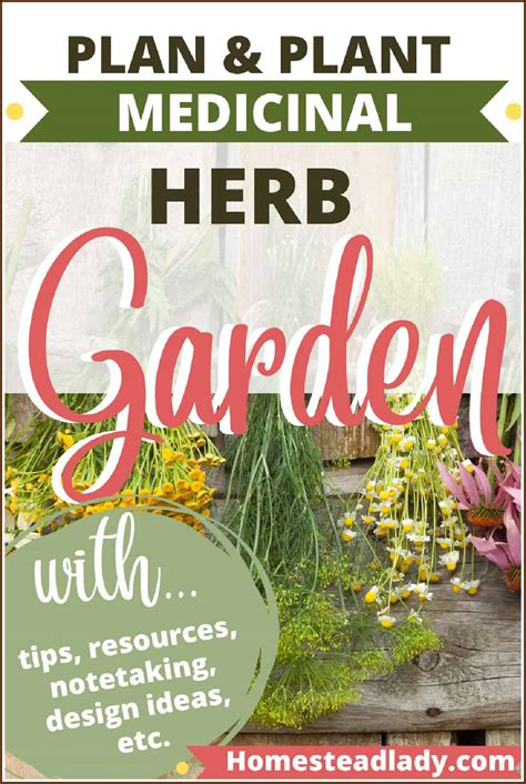 How to plan a medicinal herb garden - Homestead Lady