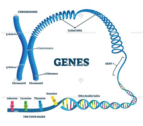 Genes vector illustration - VectorMine | Human genome, Genome project ...