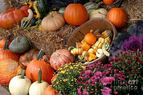 Plentiful Harvest Photograph by Living Color Photography Lorraine Lynch ...