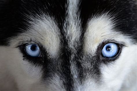 All the Siberian Husky Eye Colors Explained (With Pictures ...