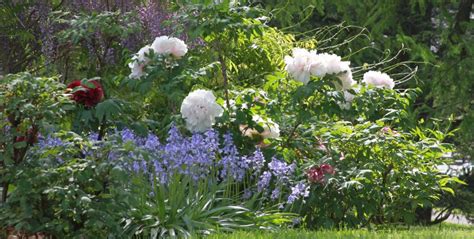 Peony Companion Plants | Plants, Companion planting, Trees to plant