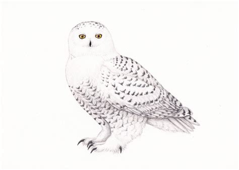 Snowy Owl Drawing Cute - bmp-woot