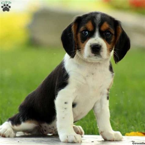 Ellen - Beaglier Puppy For Sale in Pennsylvania | Beaglier puppies for ...