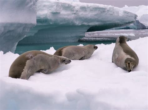 Seals in Antarctica stock photo. Image of polar, seal - 2537980