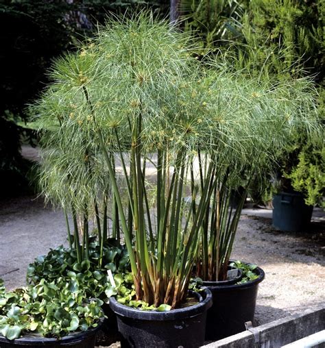 Winterizing Cyperus Papyrus: How To Care For Papyrus In Winter