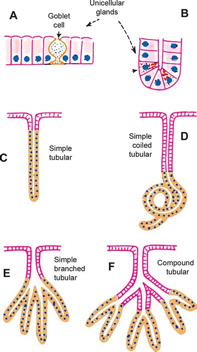 Unicellular exocrine gland histology 833720