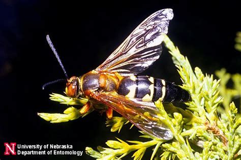 Cicada Killer Wasps | Department of Entomology