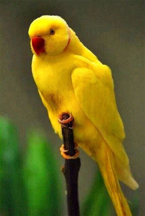 17 Best images about Indian ringneck on Pinterest | Popular, Spring ...