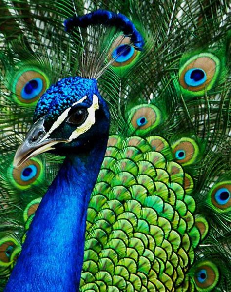 The Proud Peackcock: Eight Fun Facts on the Indian Peacock - Owlcation