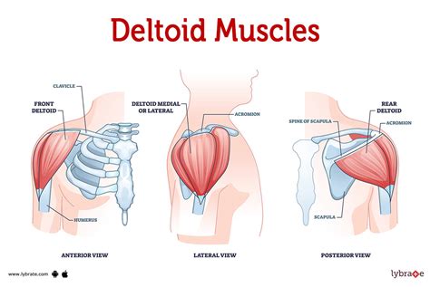 Deltoid Muscles (Human Anatomy): Picture, Functions, Diseases, and ...