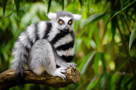 Lemur - Key Facts, Information & Habitat