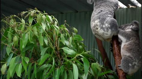 Koalas Fighting at Featherdale Wildlife Park - YouTube