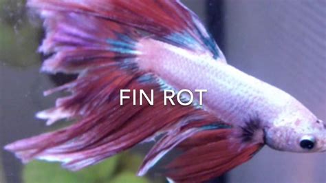 Betta Fin Rot Treatment / Betta Fish Fin Rot Complete Guide Aquatic ...