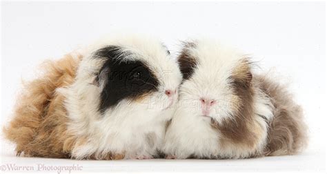 Frizzy alpaca Guinea pigs photo WP33800