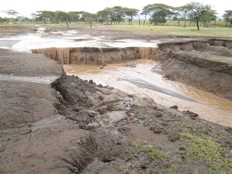 General | Advice on cover crops for soil erosion control in Tanzania