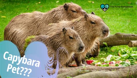 Ultimate Guide On Understanding Capybara Pet | The Furry Companion