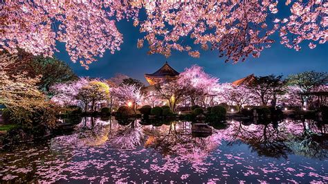 Sakura 1080P, 2K, 4K, 5K HD wallpapers free download | Wallpaper Flare