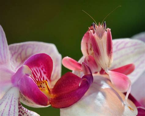 Camouflaged Orchid Mantis