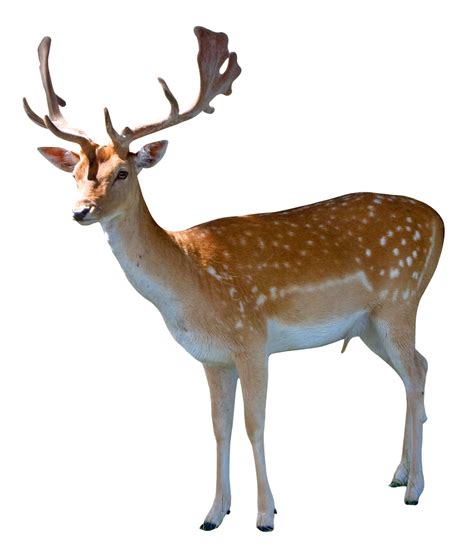 Download Deer PNG Image for Free