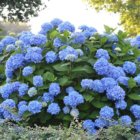 Endless Summer The Original Hydrangea | PlantAddicts.com