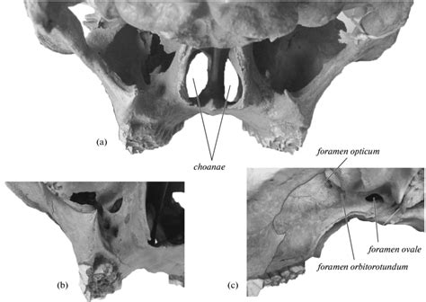 Facial skull region of Megaloceros giganteus (Blumenbach, 1799): (a ...