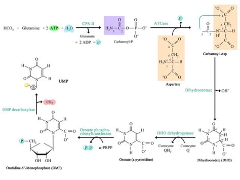 Pyrimidine Synthesis Pathway: Synthesis of pyrimidine derivatives