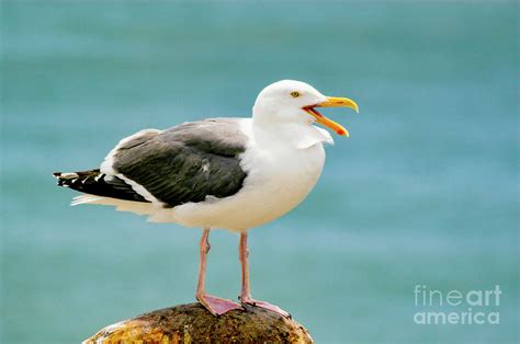 A seagull sitting on a pier piling by the ocean. Photograph by Gunther ...