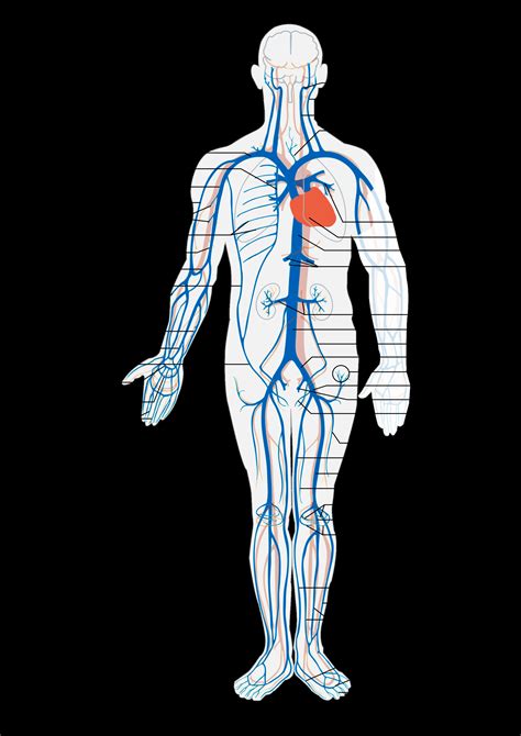 Arteries And Veins Diagram - exatin.info