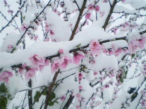 HD wallpaper: snow, flowers, peach, nevada, winter, cold temperature ...