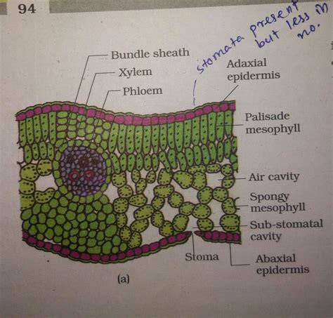 Dicot Leaf