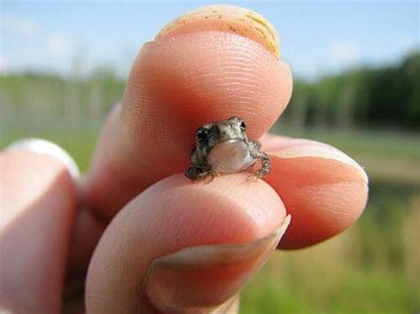 14 Smallest Animals In The World - Boldsky.com