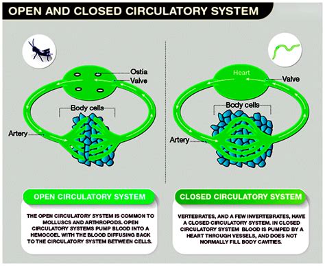 Difference between Open and Closed Circulatory System - Testbook.com