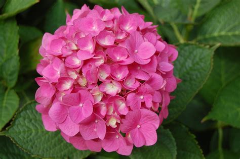 Hydrangea Wallpapers Images Photos Pictures Backgrounds