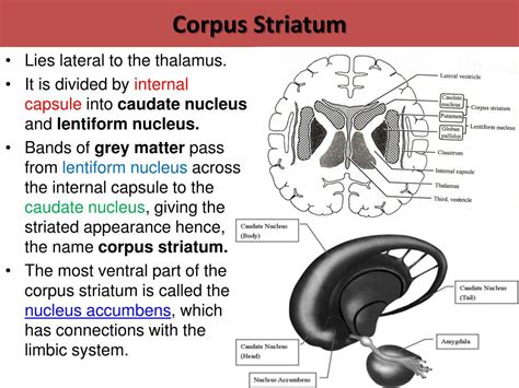 PPT - Basal Ganglia PowerPoint Presentation, free download - ID:2474129