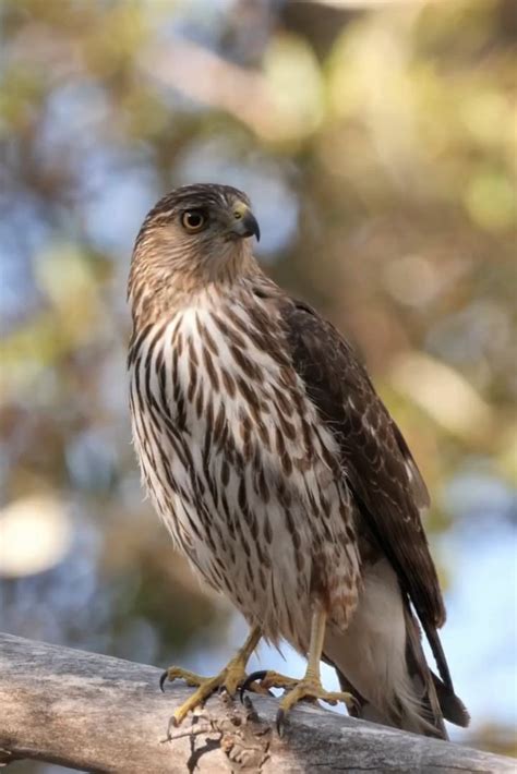 Merlins are only small falcons in Michigan [Video] in 2022 | Wild birds ...