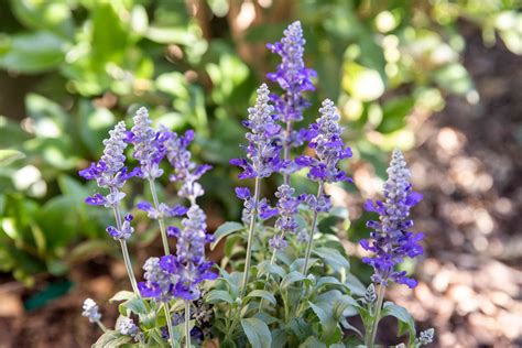 33 Popular Types of Salvia Plants to Grow