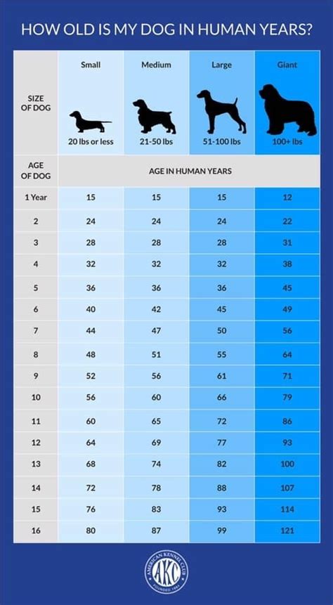 Beagle Size Chart By Age | 09rosaline