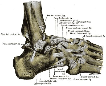 Subtalar Joint Anatomy, Movement & Pain | Study.com