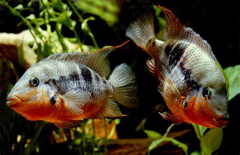 The 7 Best Convict Cichlid Tank Mates - Aquarium Tidings