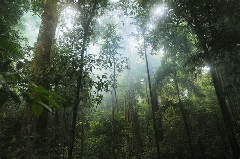 Roads and deforestation explode in the Congo basin