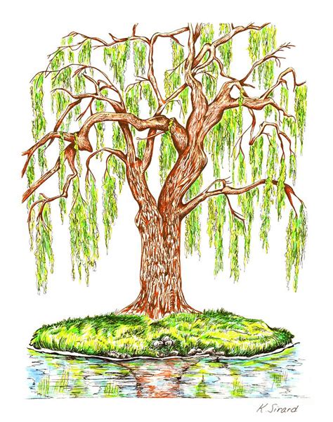 Weeping Willow Drawing by Karen Sirard