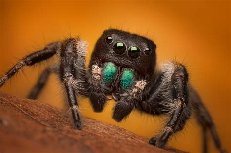 Phidippus Princeps (adult male) | Erving, Massachusetts | Patrick ...