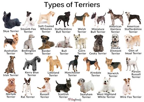 Types of Small, Medium, & Large Terrier Breeds With Pictures ...