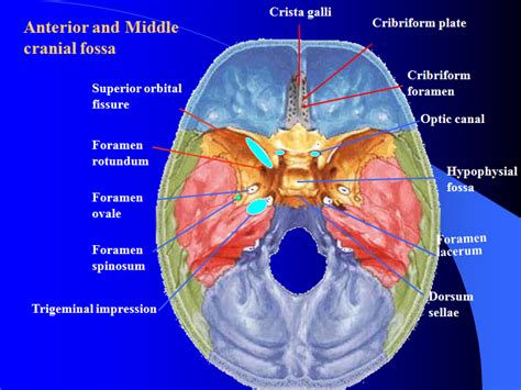 MBBS Medicine (Humanity First): Skull Anatomy