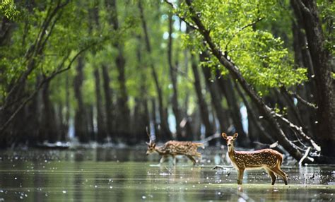 Animaux en Inde, où observer les animaux sauvages