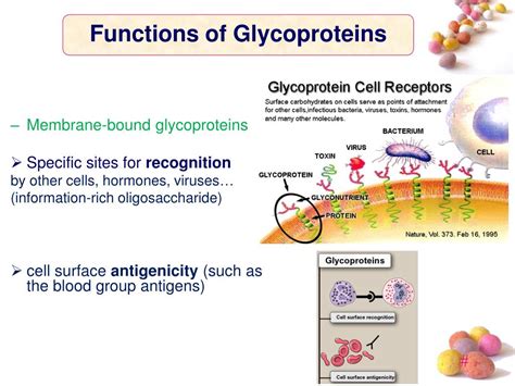 PPT - GLYCOPROTEINS PowerPoint Presentation, free download - ID:4155658