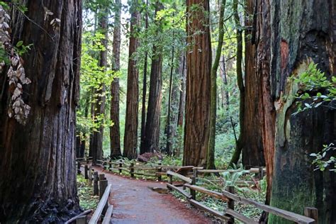 Muir Woods National Monument | Park Ranger John